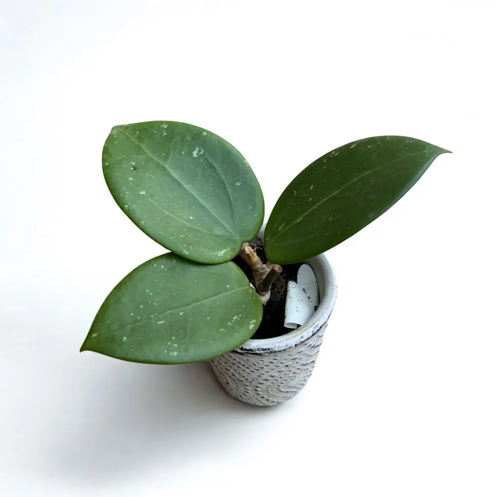 Hoya sp. BP02