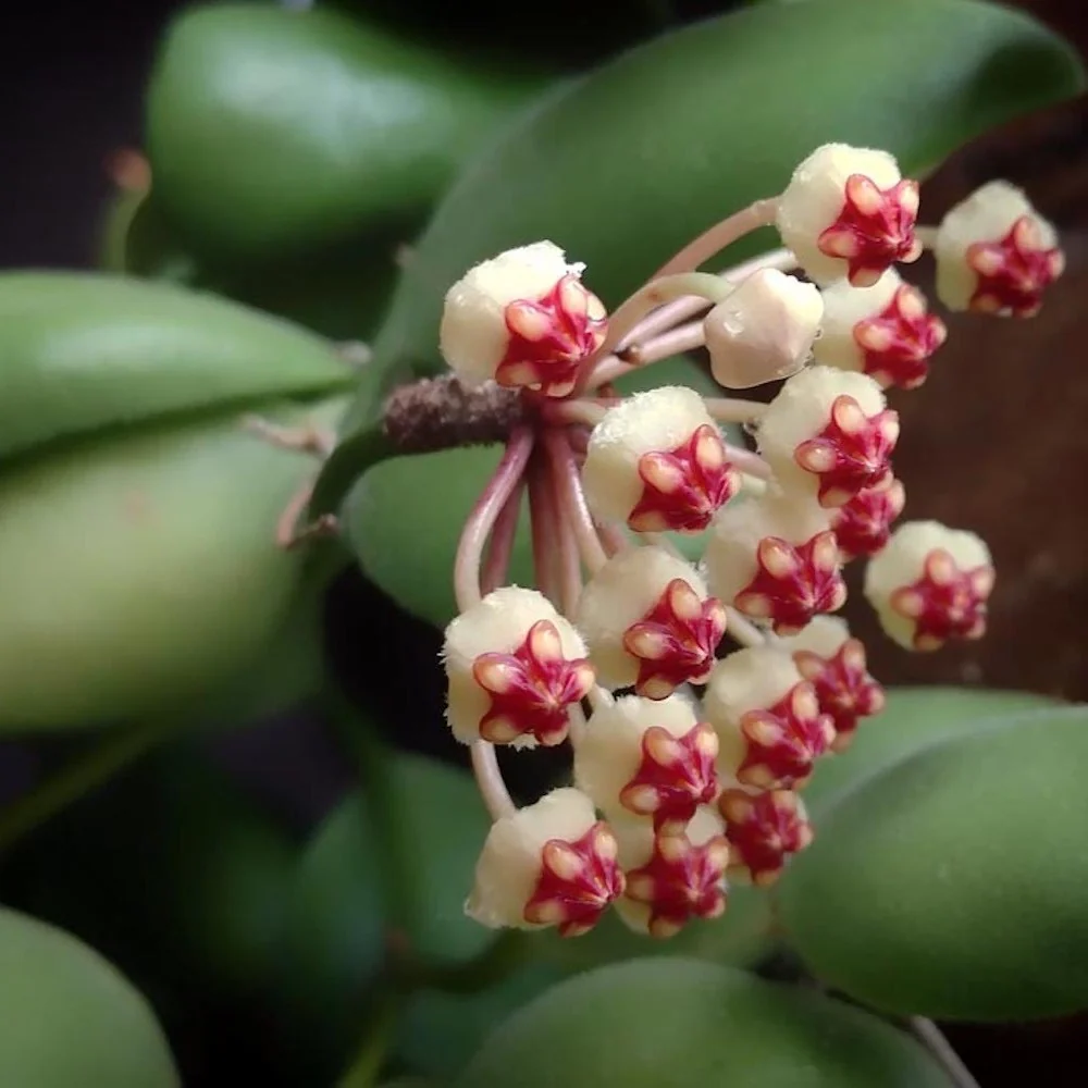 Hoya brevialata - flori aromate (parfum dulce)