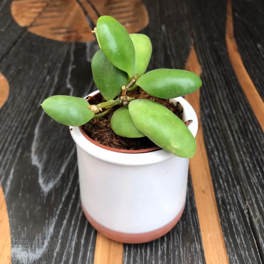 Hoya brevialata - flori aromate (parfum dulce)
