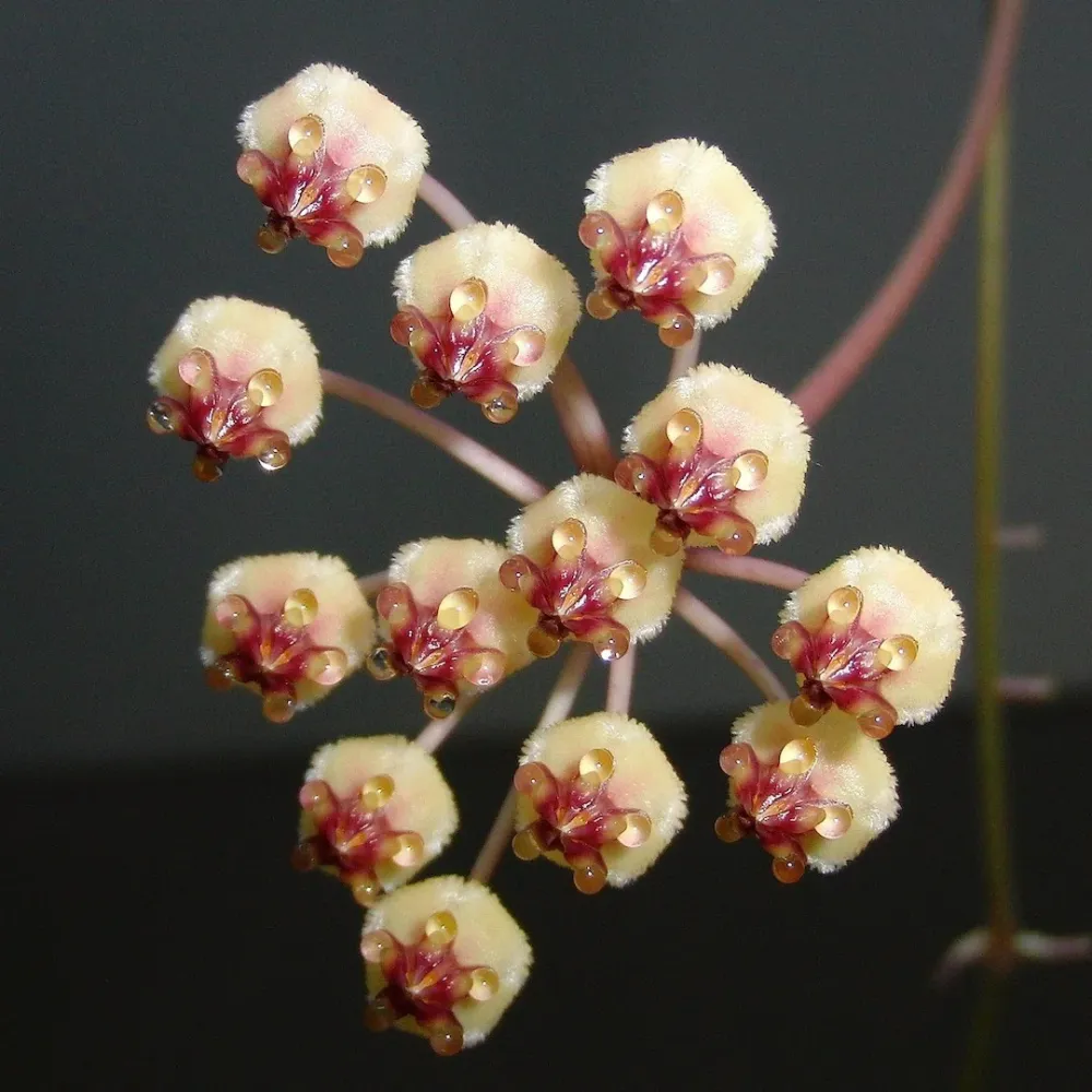 Hoya brevialata - flori aromate (parfum dulce)