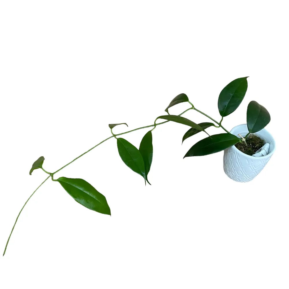 Hoya buotii *parfumata (exemplare dezvoltate)