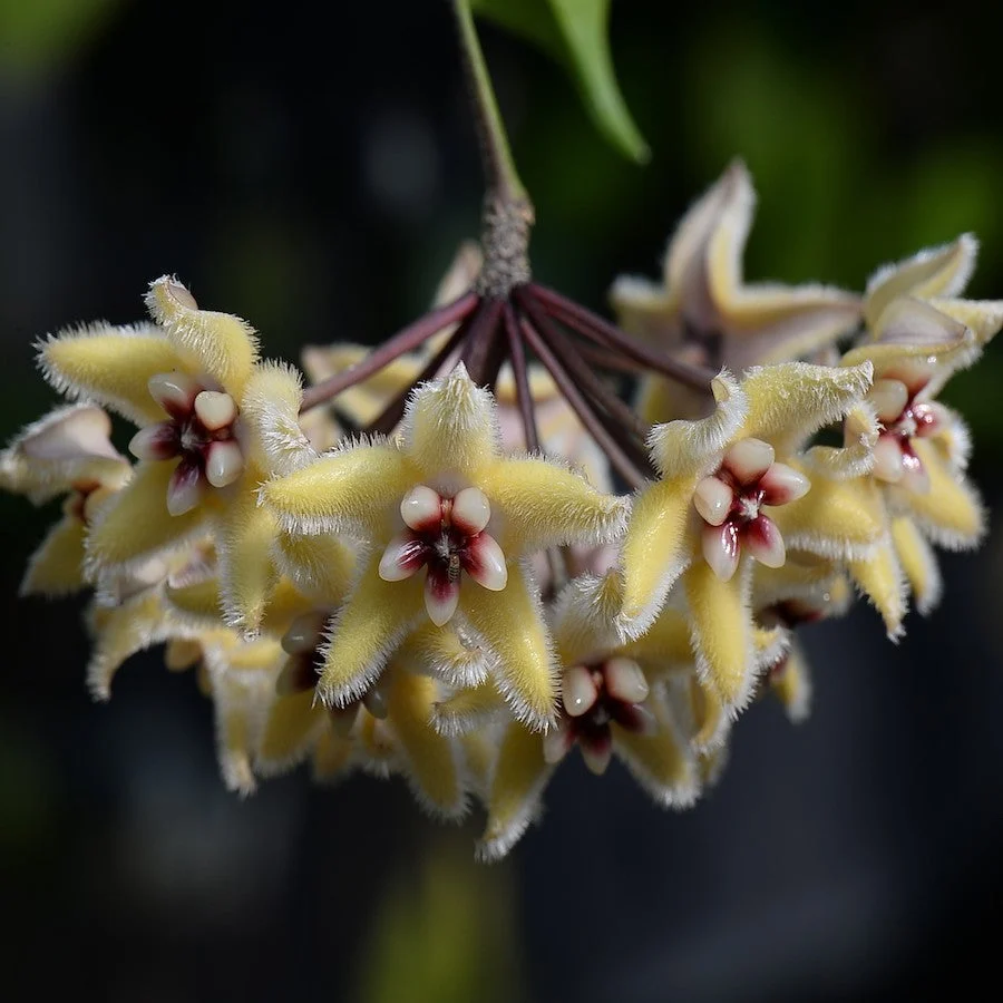 Hoya buotii *parfumata (frunze variegate)