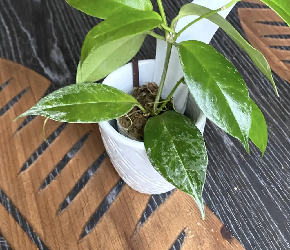 Hoya buotii *parfumata (frunze variegate)