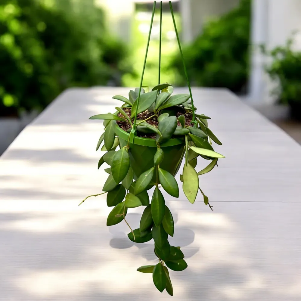 Hoya burtoniae - exemplare dezvoltate
