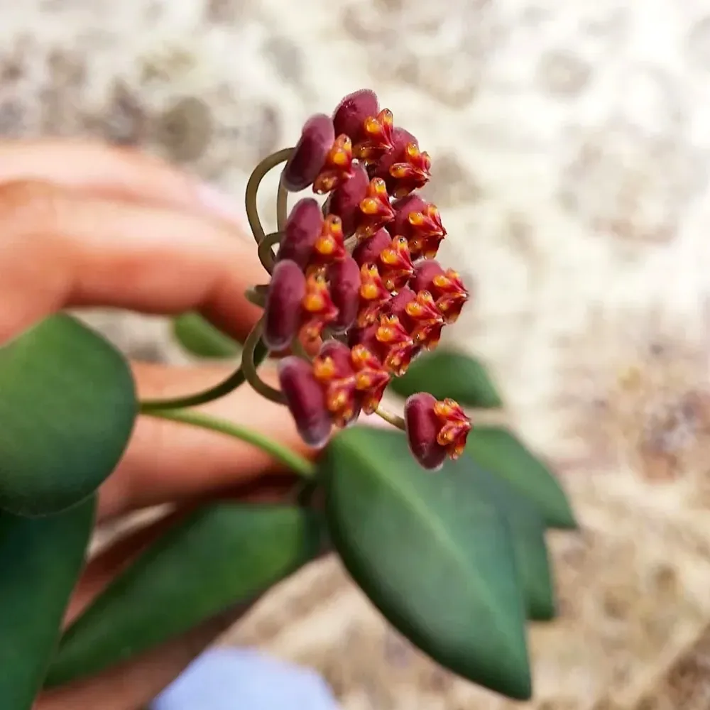 Hoya burtoniae - exemplare dezvoltate