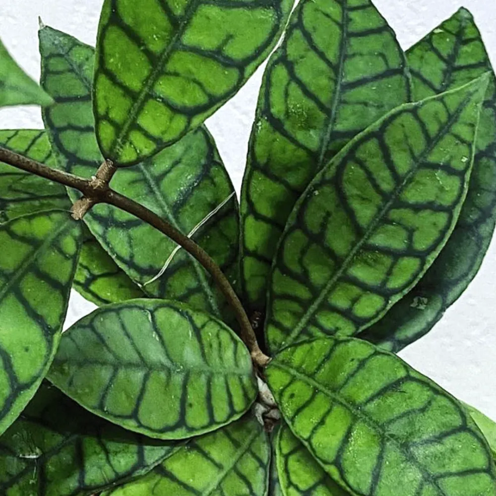 Hoya callistophylla D9