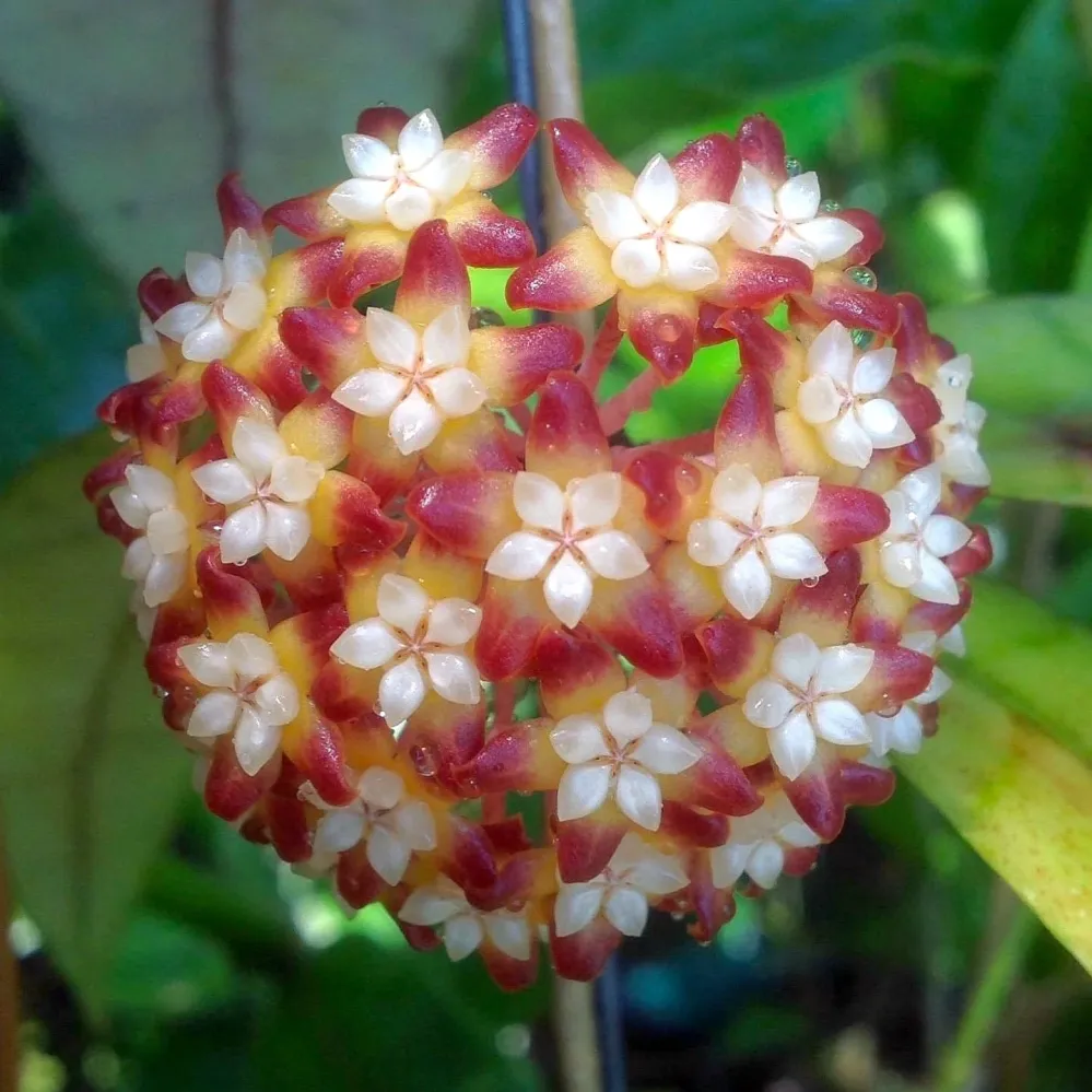 Hoya callistophylla D6