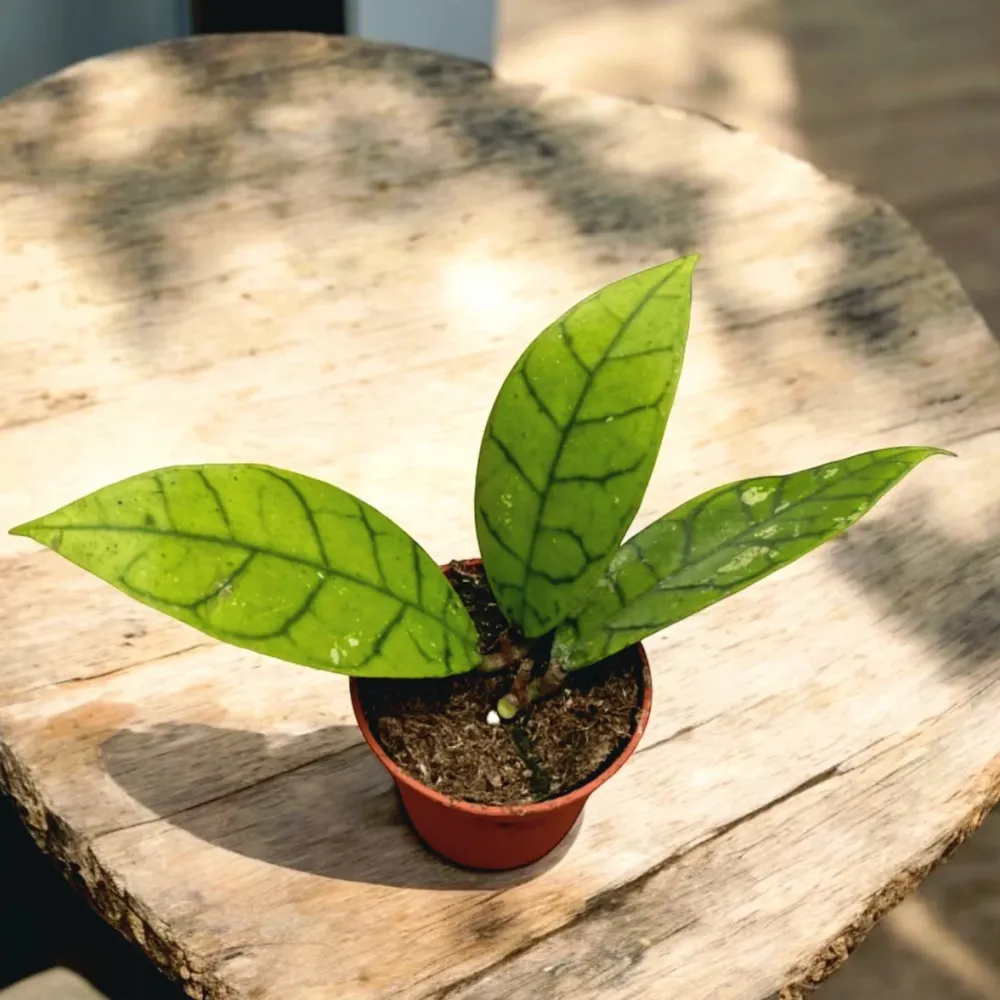 Hoya callistophylla D6
