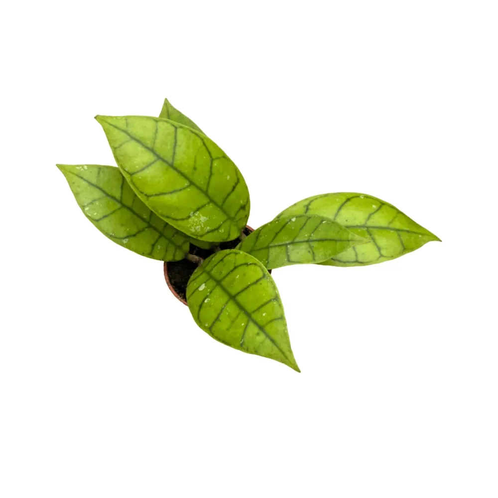 Hoya callistophylla D6
