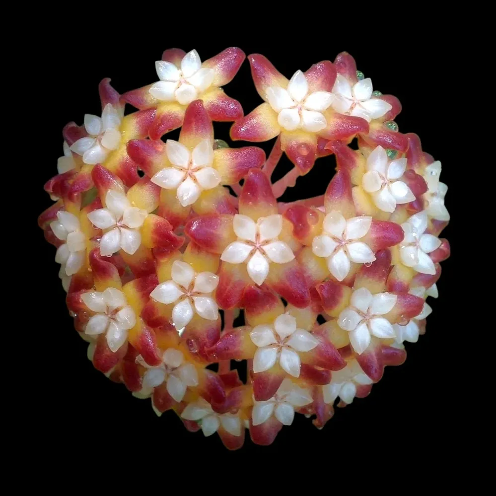 Hoya callistophylla 'Black Cat'