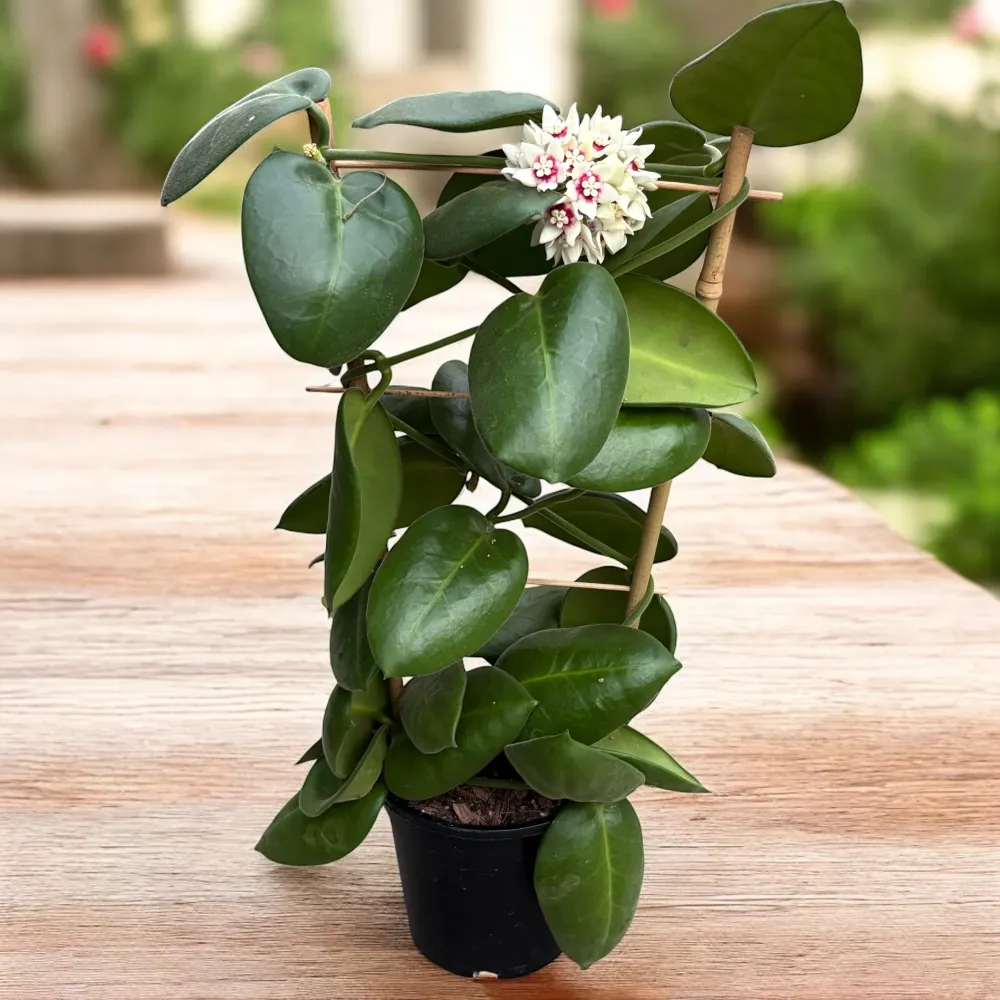 Hoya calycina 'Stargazer' - exemplare XL - cea mai parfumata Hoya
