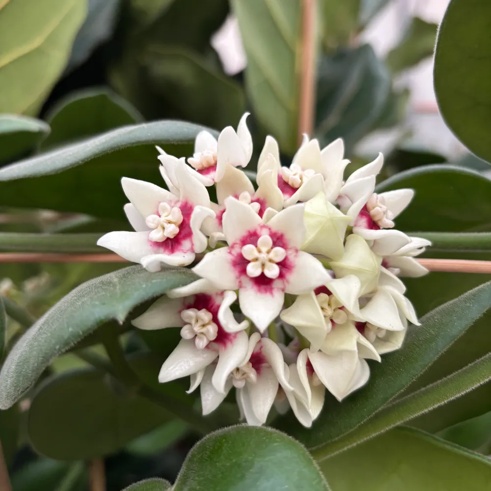 Hoya calycina 'Stargazer' - exemplare XL - cea mai parfumata Hoya