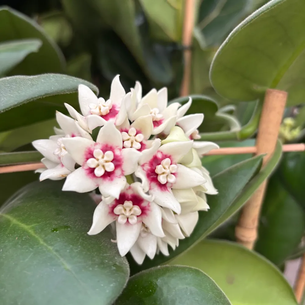 Hoya calycina 'Stargazer' - exemplare XL - cea mai parfumata Hoya