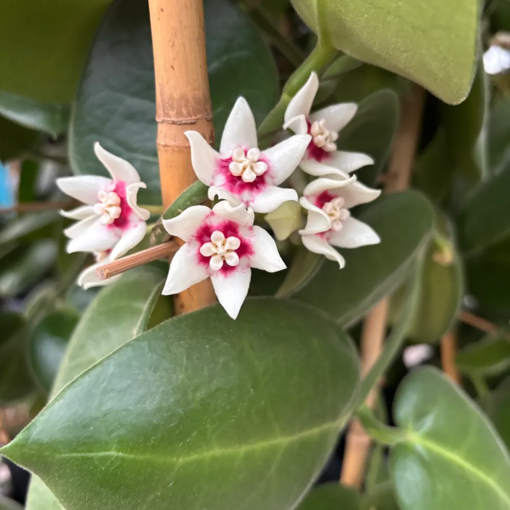 Hoya calycina 'Stargazer' - exemplare XL - cea mai parfumata Hoya