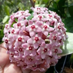 Hoya carnosa 'Albomarginata' D6