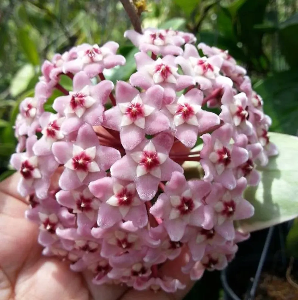 Hoya carnosa 'Albomarginata' D6