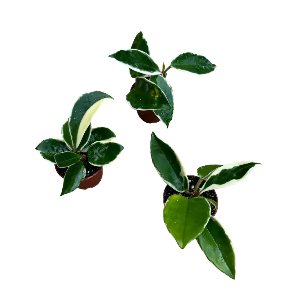 Hoya carnosa 'Albomarginata' D6