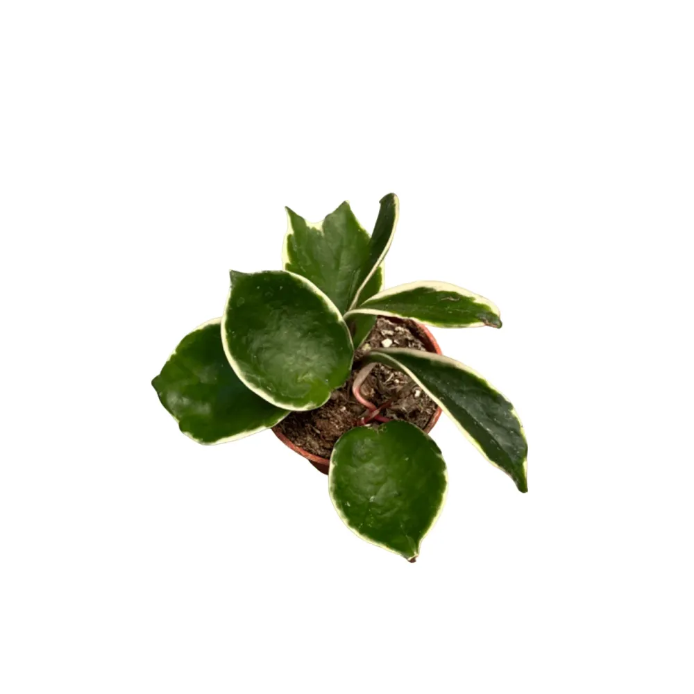 Hoya carnosa 'Albomarginata' D6