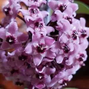 Hoya carnosa 'Dark Pink'