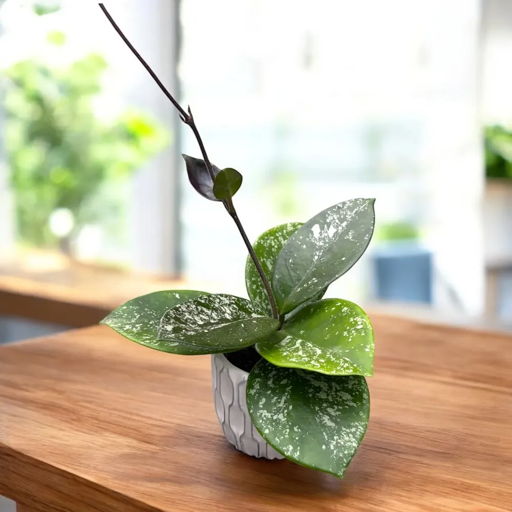 Hoya carnosa ‘Freckles’ (Silver Splash) D6