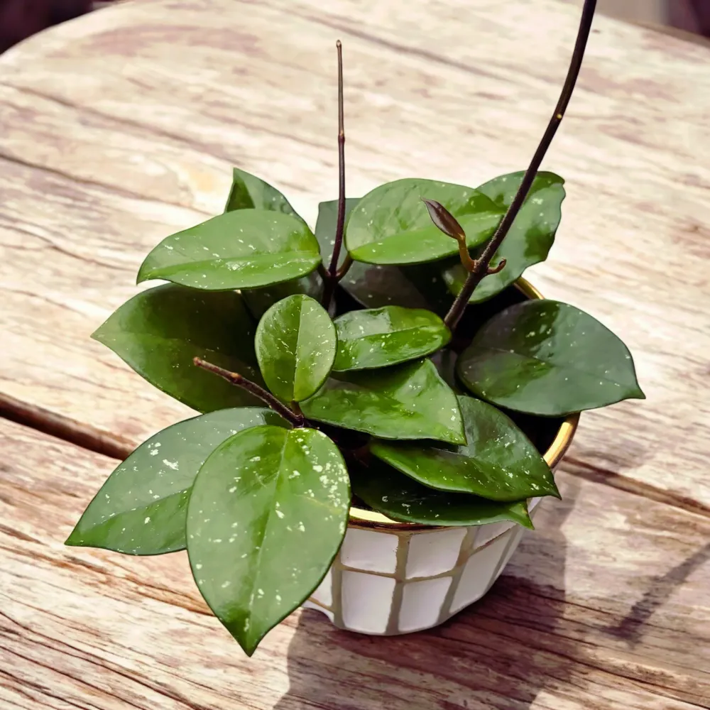 Hoya carnosa ‘Freckles’ (Silver Splash) - full pots