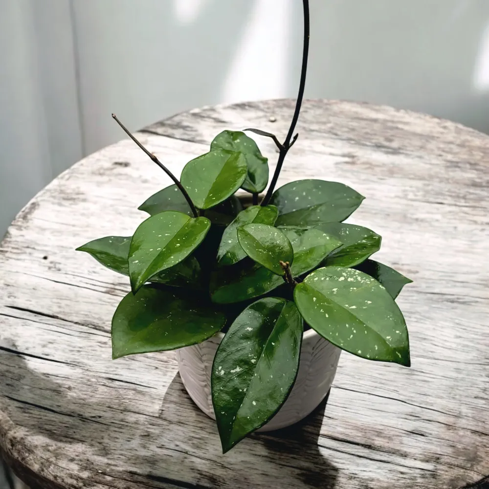 Hoya carnosa ‘Freckles’ (Silver Splash) - full pots