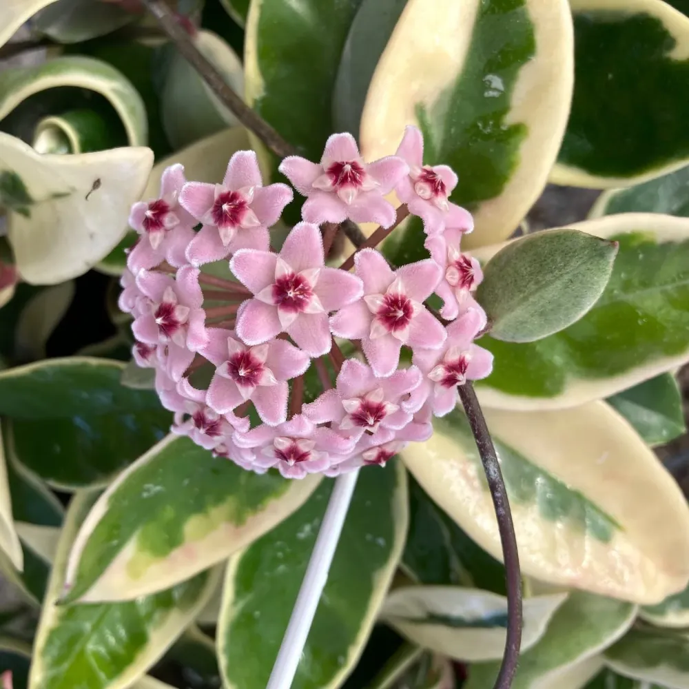 Hoya carnosa 'Krimson Queen' D12