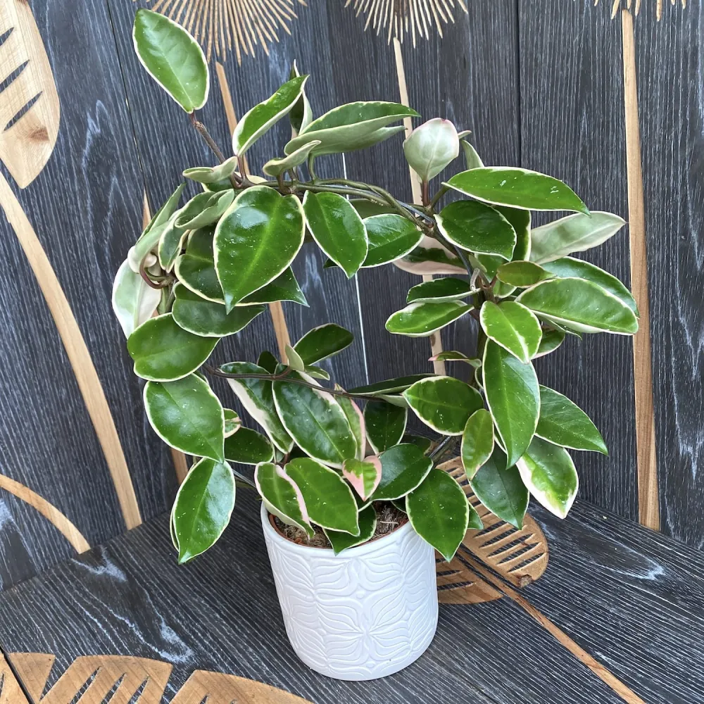 Hoya carnosa 'Krimson Queen' - exemplare mari, arcada