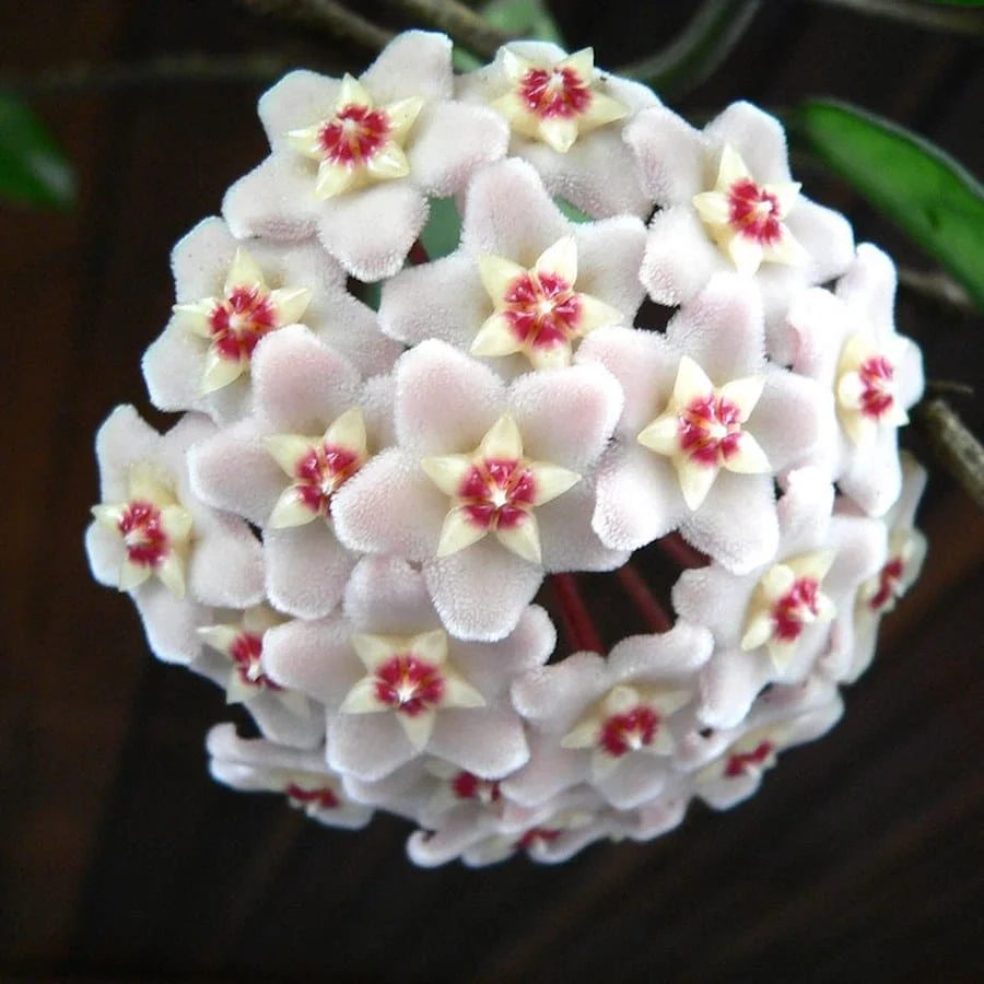 Hoya carnosa - montata cochilie ‘Snaily’