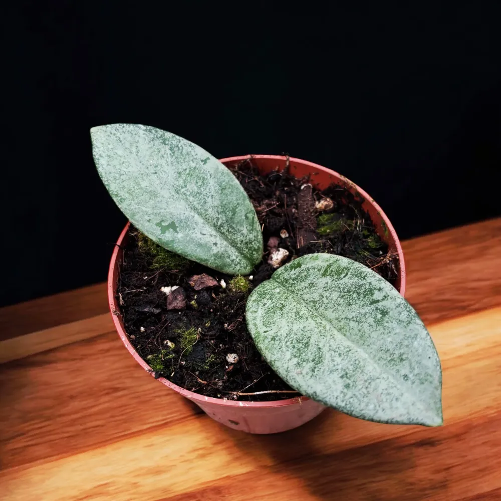 Hoya carnosa 'Nova Ghost'