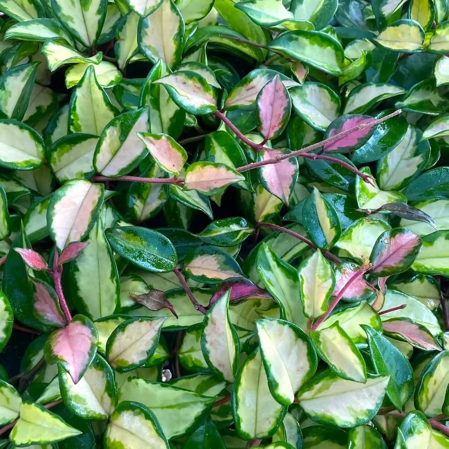 Hoya carnosa 'Tricolor' (Krimson Princess) D14