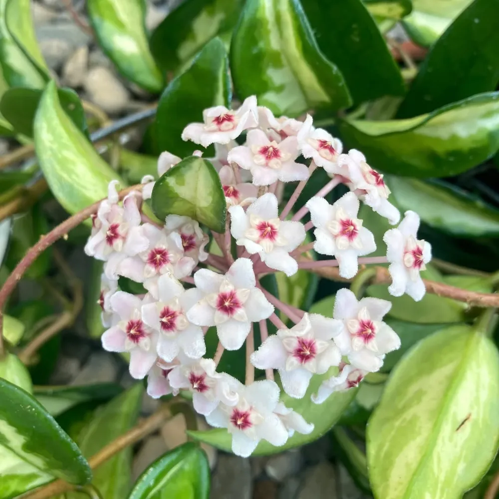 Hoya carnosa 'Tricolor' (Krimson Princess) D14