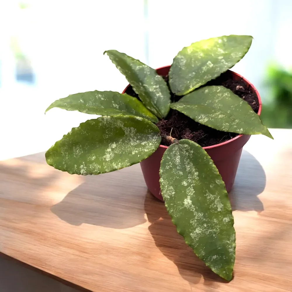 Hoya caudata