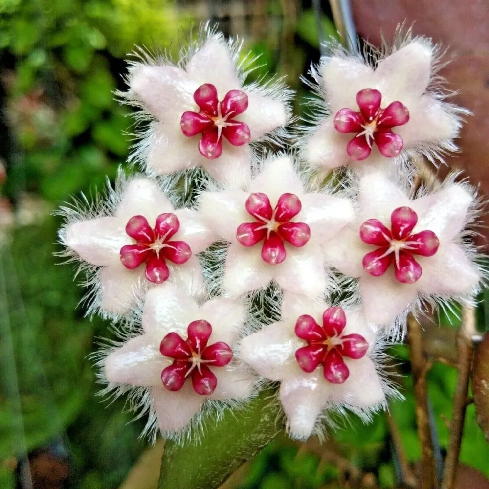 Hoya caudata