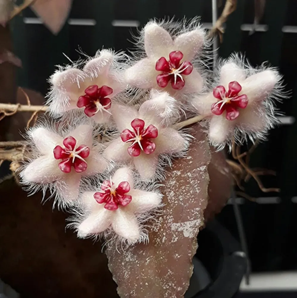 Hoya caudata