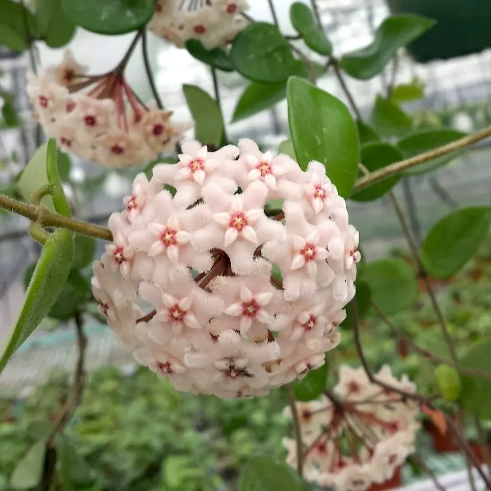 Hoya 'Chouke' - flori parfumate (D6, 2-3 plante/ghiveci)
