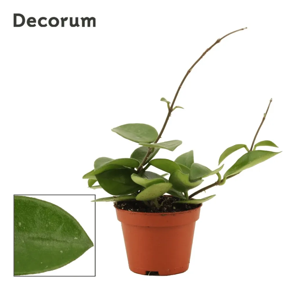 Hoya 'Chouke' - flori parfumate (D6, 2-3 plante/ghiveci)