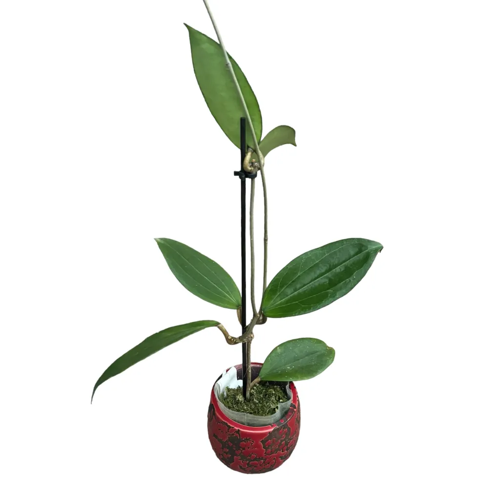 Hoya cinnamomifolia