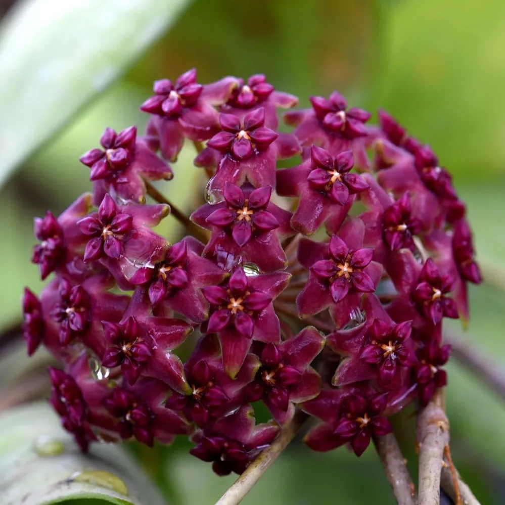 Hoya cinnamomifolia var. purpureofusca (Hoya purpureofusca) - flori parfumate