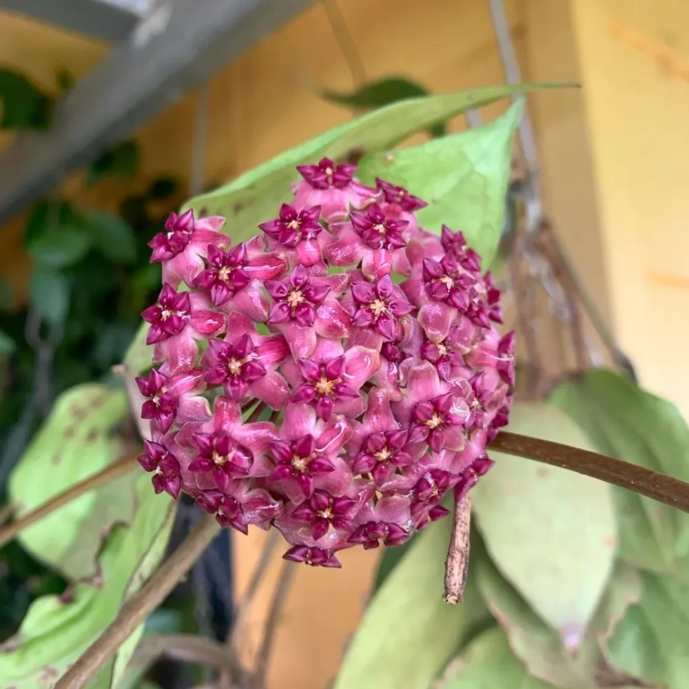 Hoya cinnamomifolia var. purpureofusca (Hoya purpureofusca) - flori parfumate