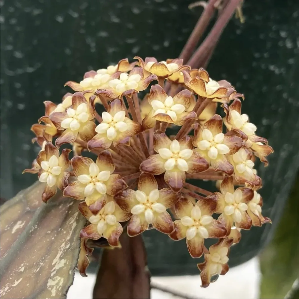 Hoya clemensiorum (Dark Leaf)
