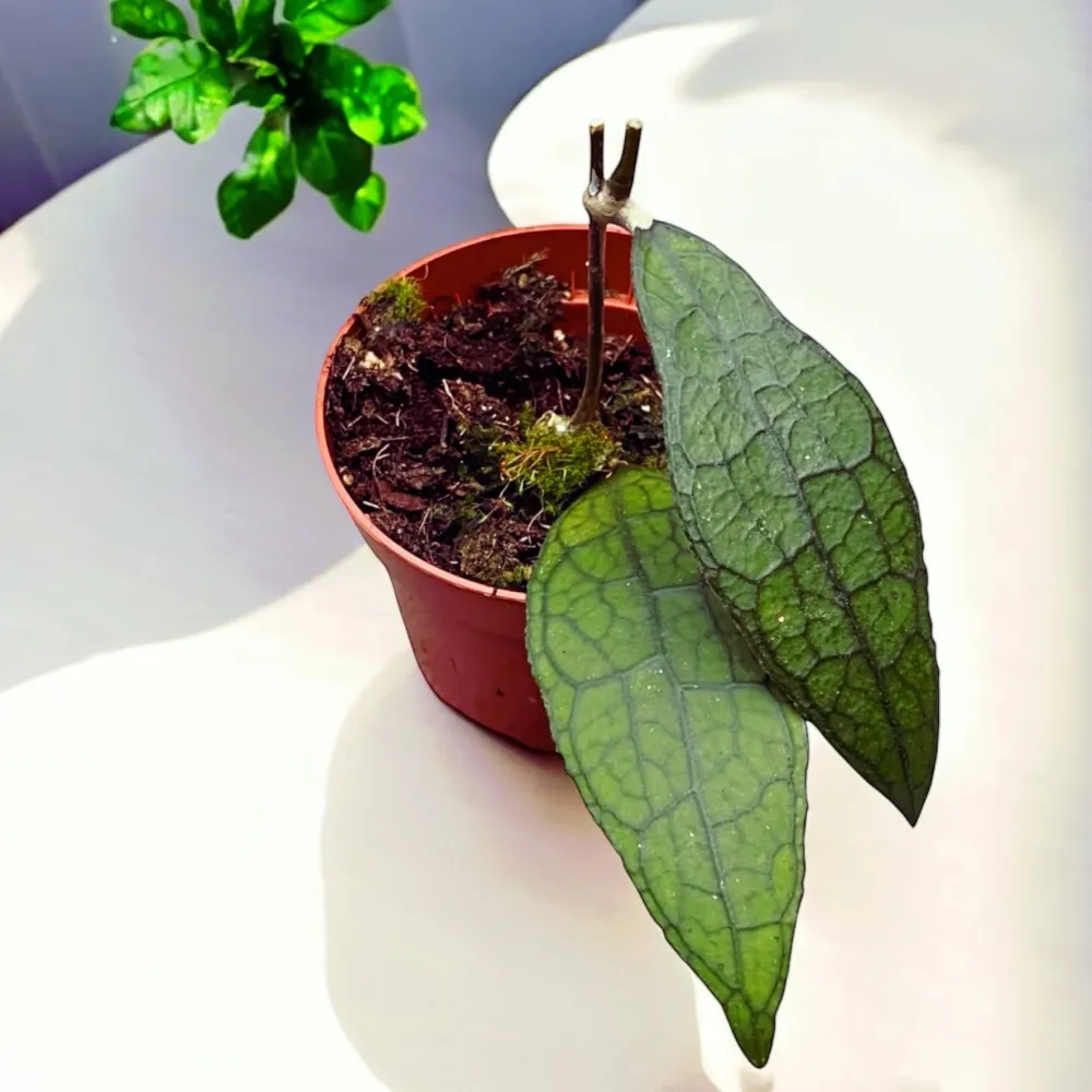 Hoya clemensiorum sp. Sumatra