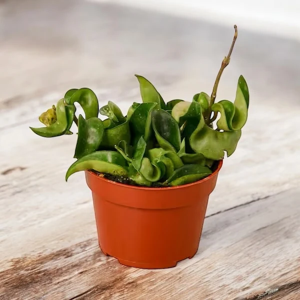 Hoya compacta (Hindu Rope) - parfum de migdale D9