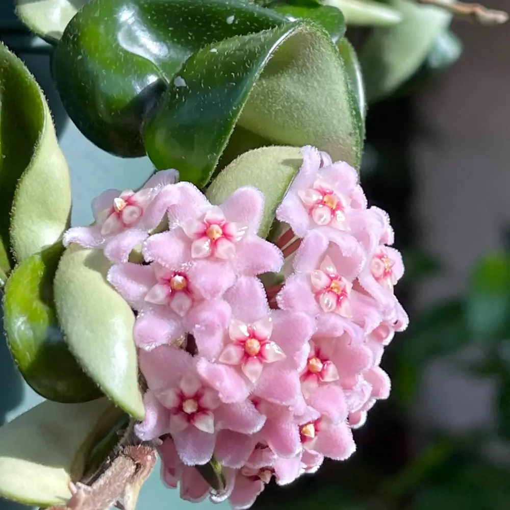 Hoya compacta (Hindu Rope) - parfum de migdale D9