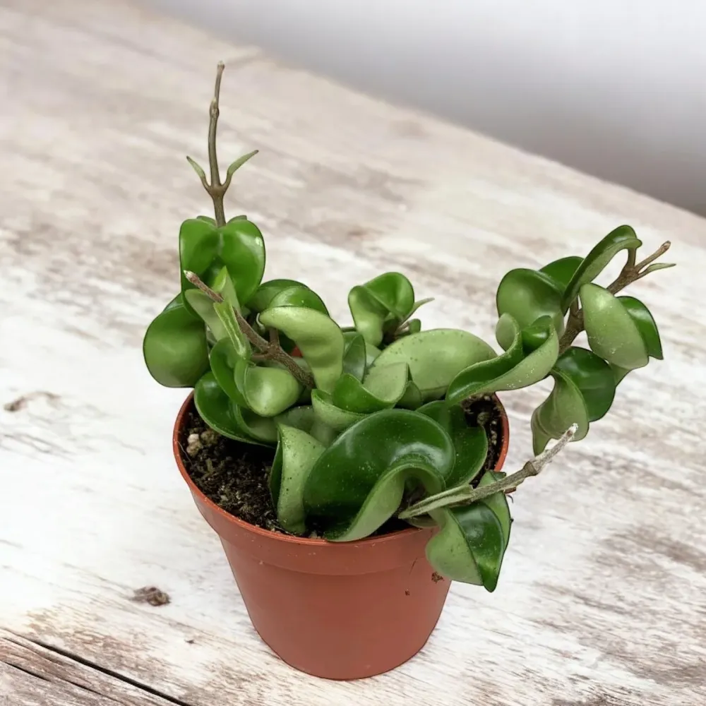 Hoya compacta (Hindu Rope) - parfum de migdale D9