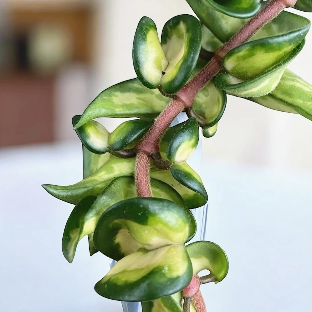 Hoya compacta 'Mauna Loa' (variegata) - flori parfumate