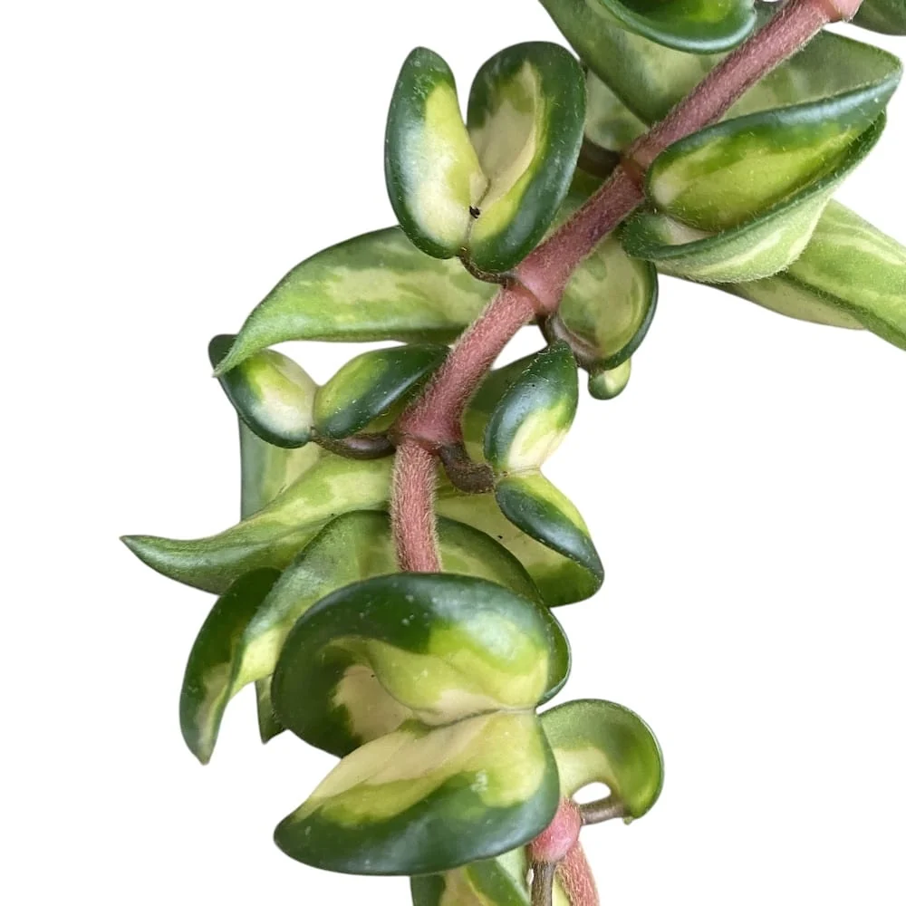 Hoya compacta 'Mauna Loa' (variegata) - flori parfumate