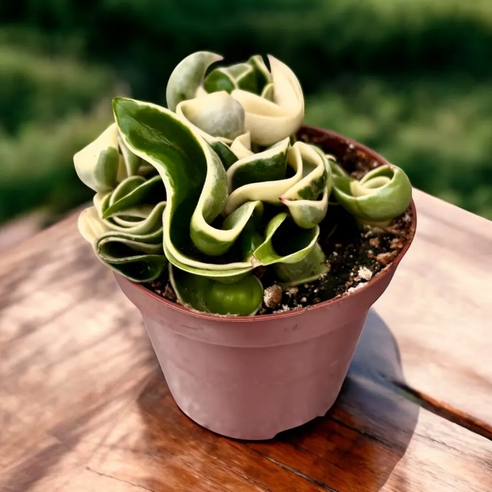 Hoya compacta 'Regalis' (albomarginata) D9