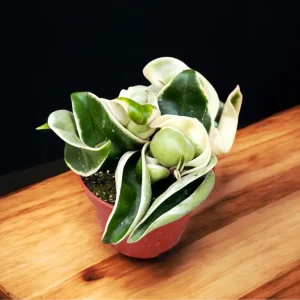 Hoya compacta 'Regalis' (albomarginata) D6