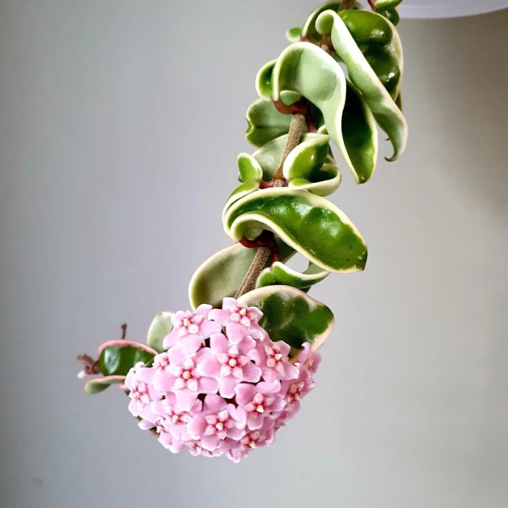 Hoya compacta 'Regalis' (albomarginata) D6